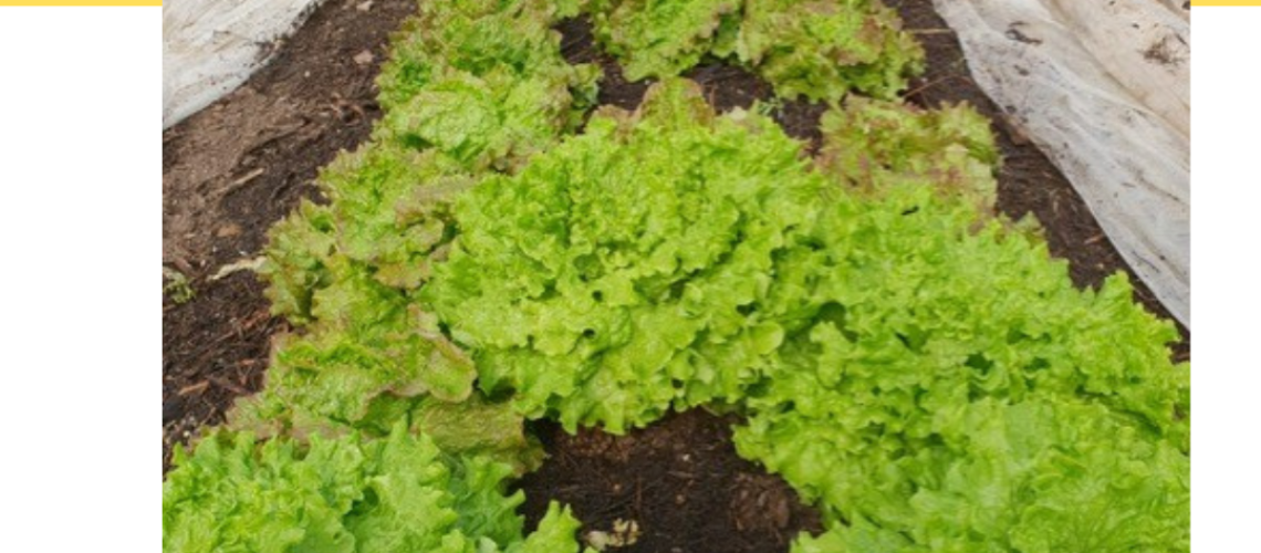 salade(1)